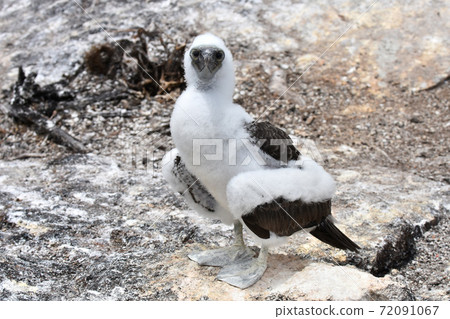 Aoashikatsuodori的幼鳥（厄瓜多爾加拉帕戈斯群島） 72091067