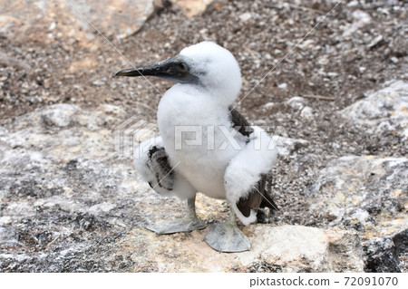 Blue-footed booby chicks (Galapagos Islands, Ecuador) Blue-footed booby chicks (Galapagos Islands, Ecuador) 72091070