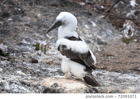 Aoashikatsuodori的幼鳥(厄瓜多爾加拉帕戈斯群島) Aoashikatsuodori的幼鳥(厄瓜多爾加拉帕戈斯群島) 72091071