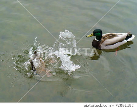 Photography of ducks at the Moscow river. One duck dived, only its tail is visible. The second floats nearby. City animals theme. 72091195