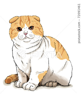 蘇格蘭折耳貓貓 72091461