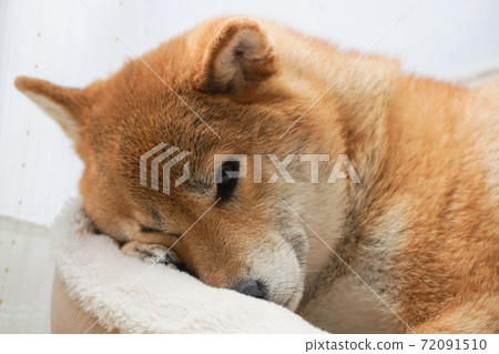 Shiba Inu relaxing indoors 72091510