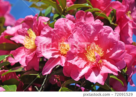 Sasanka (Yamachaka) Sasanka (Yamachaka) 72091529