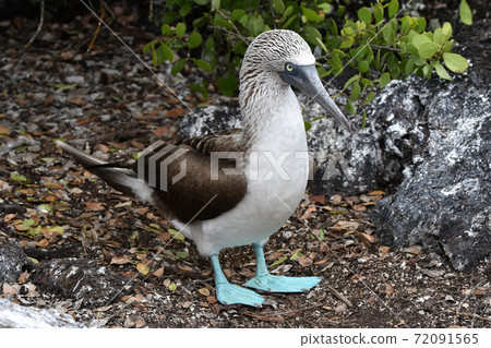 Blue-footed booby (Galapagos Islands, Ecuador) Blue-footed booby (Galapagos Islands, Ecuador) 72091565