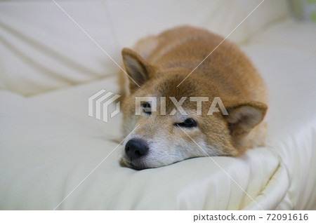 柴犬在室內放鬆 柴犬在室內放鬆 72091616