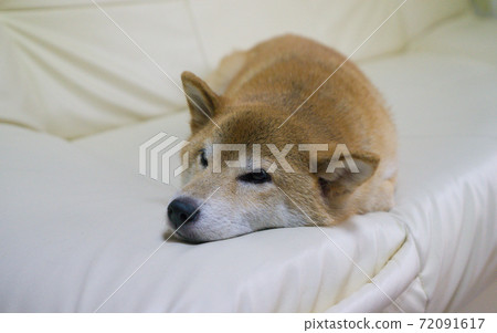 柴犬在室內放鬆 柴犬在室內放鬆 72091617