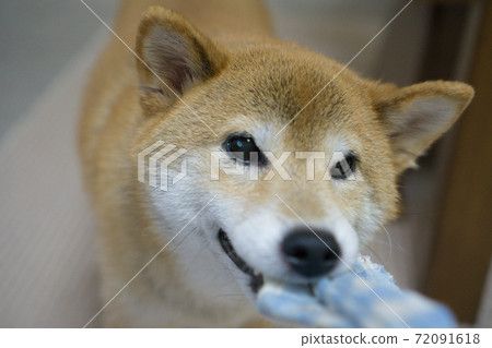 柴犬在室內放鬆 柴犬在室內放鬆 72091618