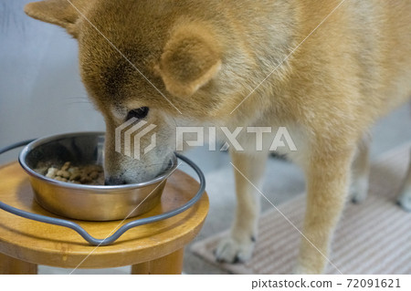 Shiba inu eating rice Shiba inu eating rice 72091621