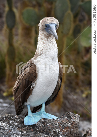 Blue-footed booby (Galapagos Islands, Ecuador) Blue-footed booby (Galapagos Islands, Ecuador) 72091660