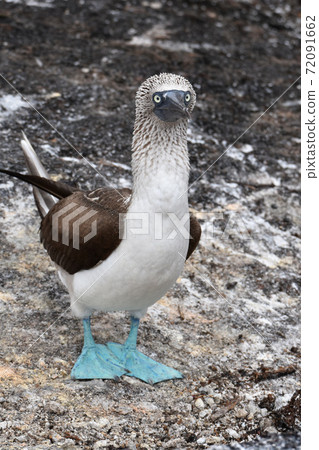 Blue-footed booby (Galapagos Islands, Ecuador) Blue-footed booby (Galapagos Islands, Ecuador) 72091662