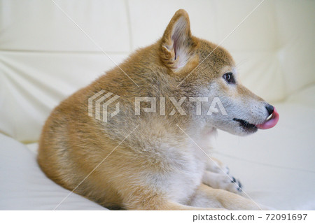 Shiba Inu relaxing indoors Shiba Inu relaxing indoors 72091697