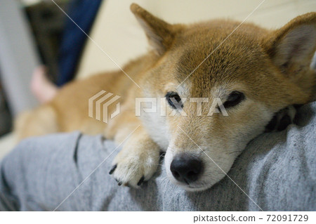 柴犬在室內放鬆 柴犬在室內放鬆 72091729