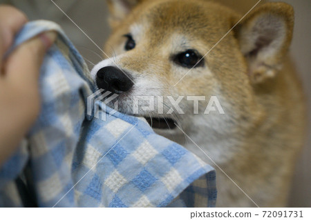 Shiba Inu relaxing indoors 72091731