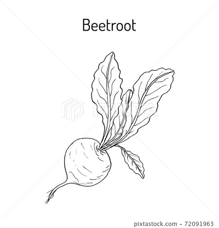 Beetroot with green leaves 72091963
