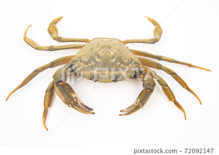 yellow crab on a white background yellow crab on a white background 72092147