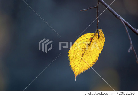 the lone autumn leaf on the tree 72092156