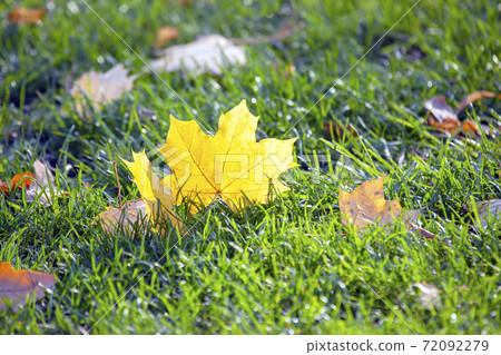 fallen yellow autumn tree leaf on green grass 72092279