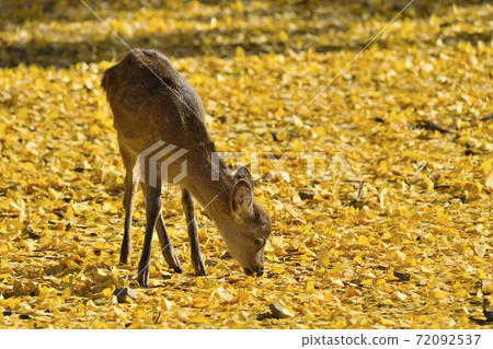 Yellow-colored ginkgo deciduous leaves and deer 72092537