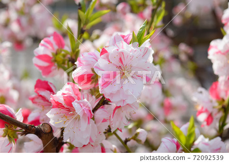 Peach blossoms　 72092539