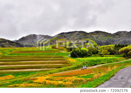水稻梯田 72092576