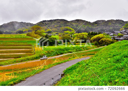水稻梯田 72092666