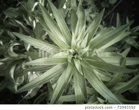 Decorative plant Lily for garden and Park design Decorative plant Lily for garden and Park design 72093592