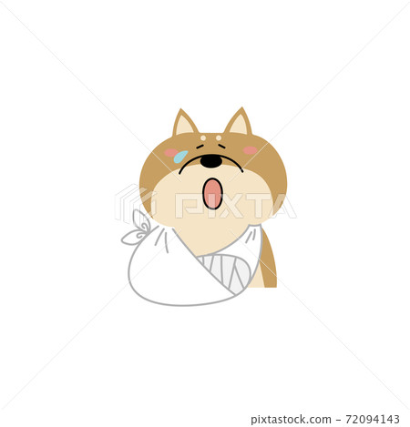 受傷的柴犬 受傷的柴犬 72094143