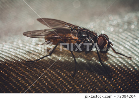 Pairing of two flies, close-up photography of the mating period of the flies. 72094204