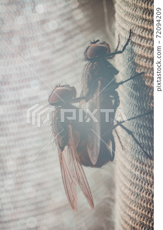 Pairing of two flies, close-up photography of the mating period of the flies. 72094209