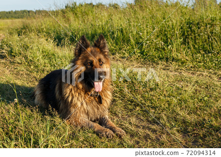 German shepherd dog German shepherd dog 72094314