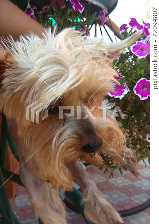 A wonderful, gentle little dog in York 72094807