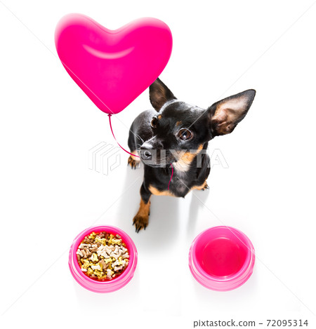 valentines dog in love with balloon in mouth valentines dog in love with balloon in mouth 72095314