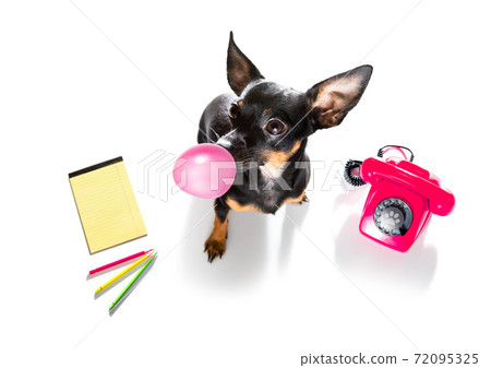 dog on the phone or telephone 72095325