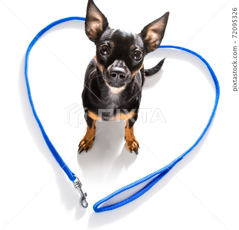 dog with leash waits for owner to walk 72095326