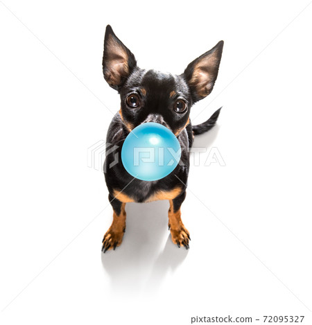dog chewing bubble gum dog chewing bubble gum 72095327