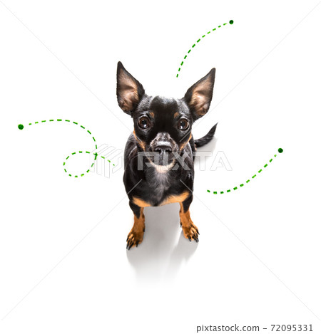 dog  with fleas, ticks or insects 72095331