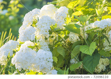 Beautiful blooming white hydrangea on sunlight 72096110