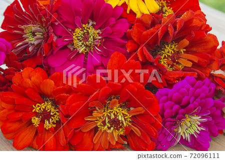Beautiful bunch of red and purple zinnia flowers close up 72096111