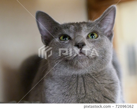 Russian blue kitten staring at something upward 02 Russian blue kitten staring at something upward 02 72096162