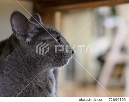 Russian blue kitten staring at something, facing right 02 Russian blue kitten staring at something, facing right 02 72096163