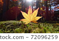 Autumn leaves and light 72096259