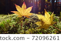 Two yellow autumn leaves and moss 72096261