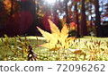 Yellow autumn leaves and moss 72096262
