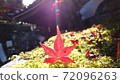The sun and autumn leaves 72096263