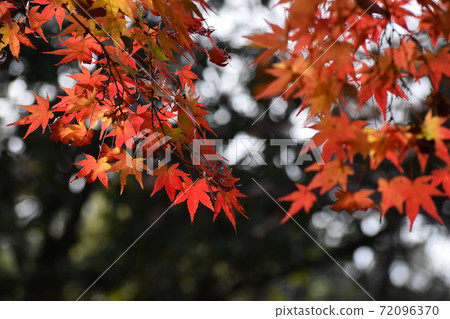 Yamadaike Park Yamadaike Park 72096370