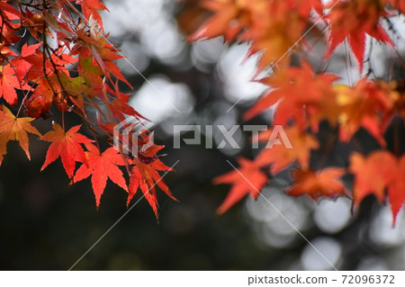 Yamadaike Park Yamadaike Park 72096372