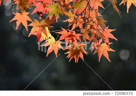 Yamadaike Park Yamadaike Park 72096373
