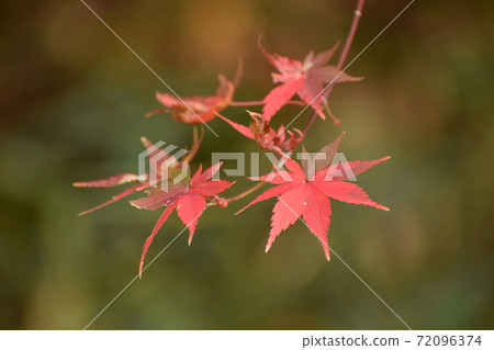 Yamadaike Park 72096374
