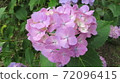 Heart hydrangea (pink) 72096415