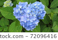 Heart hydrangea (blue) 72096416